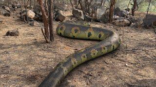 Meet the LONGEST Python Ever Recorded in the Wild