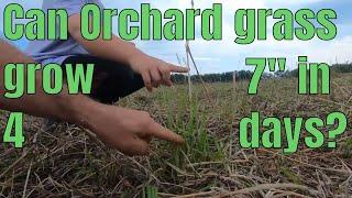 Can Orchard grass grow 7" in 4 days?