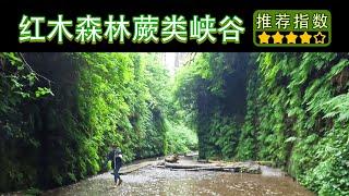 【11天环游美西 • 红木国家公园蕨类峡谷】Fern Canyon Trail｜红木国家公园最受欢迎的Trail之一，夏天来需要预约｜据说是侏罗纪公园取景地之一？