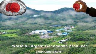 All you wanted to know about DXN Ganoderma coffee company: DXN Holdings Berhad corporate video 2023