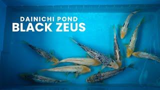 New Variety at Dainichi | Black Zeus Selection | Dainichi Koi Farm