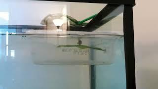 Short clip: Rocket the betta fish is recovered; she wants out of the bin and back into the big tank!