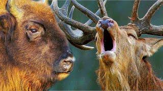 Bison against a deer - a deer vs a bison | Film Studio Aves