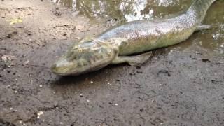 Flexible Tiktaalik movement tests