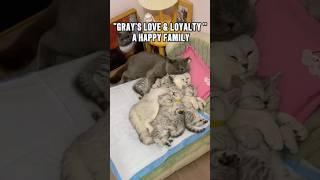 The Gray Cat’s Everlasting Love Story #animals