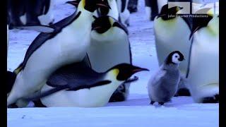 Jealous Penguins Try To Kidnap A Baby!