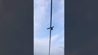 Craziest Zip Line