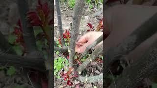 smart technique of pruning new branches #shorts