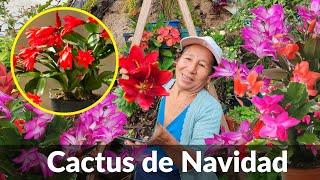 RECUPERA facilmente tus CACTUS DE NAVIDAD con este METODO CASERO - Recuperar Cactus de Navidad