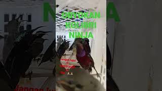 kolibri ninja.#shorts #kicaumania #kicau #shortvideo #pleci #konin #kolibrininja #koninjuara