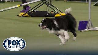 Kaboom, the Border Collie, wins third overall 24" class at 2022 WKC Masters Agility | FOX SPORTS