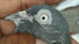 Salaray Teddy Kabotar I Best Teddy Pigeon I Pakistani Teddy Kabotar