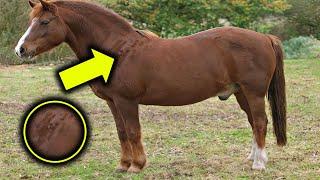 Farmer Finds Strange Spots on Horse Overnight  Vet's Discovery Will Shock You!