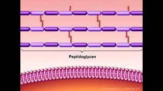 Bacterial cell wall synthesis. #bacteria #cellwall #lecture #pharmacy doctor.j