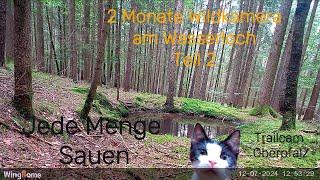 Wildkamera 2 Monate am Wasserloch Teil 2, jede Menge Sauen