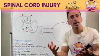 Spinal Cord Injury | What happens in the spinal cord after injury?