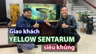 Vlog hạ thuỷ thành công bé Voi siêu khủng Yellow Sentarum | Cá lóc cảnh khổng lồ