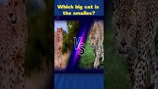 "Heavyweight Showdown: Test Your Animal Knowledge on Size and Weight" #everydayquiz