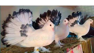 top 10 pigeons | fancy pigeon collection | dhilyare pigeon | kabootar ki video