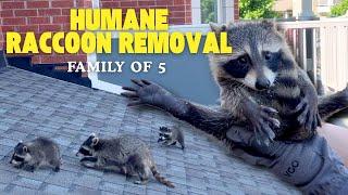 Raccoons in Your Attic? Get Them Out with Gates Wildlife