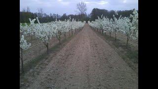 Kiedy pryskać wiśnie na robaka? Kwieciak pestkowiec - trzeci oprysk.