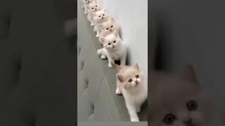 Magic zoo