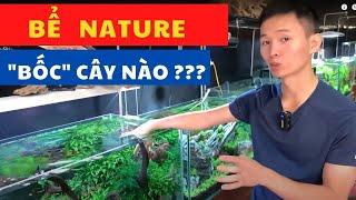 Cây nào phù hợp trồng bể Nature ? | Nguyễn Du aqua