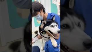 Episode 47 | dogs are afraid of shots #dog #dogs #funnydogs #funnypetsmoments #funnyvideo