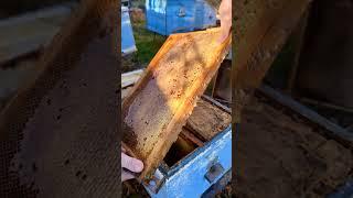 Осмотр и сокращение пчелосемей в Январе.#пчеловодство #animal #топ