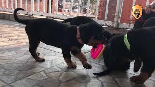 Rottweilers Cachorros Disponibles  Ch Tajson x Ch Rola Video 4