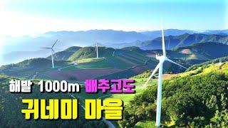 태백 배추고도 귀네미 마을 매빅에어3 드론영상~!! 해발 1.000m  SNS핫플 차박의 성지...