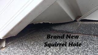 Can Squirrels be Blocked? | Just Excluding Squirrel Holes is NOT Effective