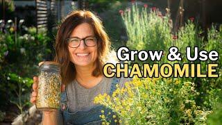 From Seed to Sip: How to Grow and Use Chamomile