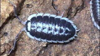 Porcellio flavomarginatus Isopod Care Guide