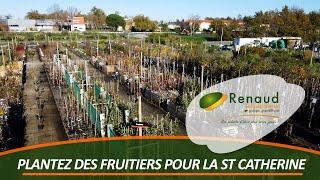 Plantez des fruitiers pour la St Catherine