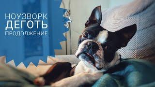НоузВорк с бостон-терьером/Продолжаем изучать деготь/Постановка на запах