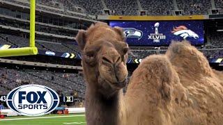 Geico Camel is the new FOX Sports sideline reporter