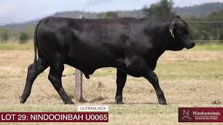 LOT 29: NINDOOINBAH 2025