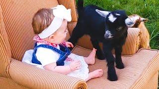 GOAT Is Funny And Cute - Funny Goat Videos || PETASTIC 