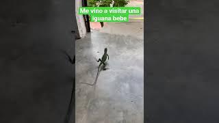  Iguana bebe