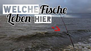 4,6 Kg Seesaibling Wie und Wo ist das möglich ? #fishing #angeln #outdoors #army #fail #trout