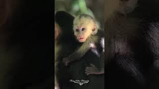 Wildlife of Costa Rica