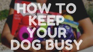 How to Keep Your Dog Busy - Interactive Toys