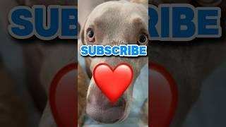 Subscribe ️ #shorts #funny #dog #weimaraner #puppy #friends #fureverbff #fypシ゚viral #pets #love