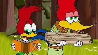 Shoddy Scout Leader Woody! | Woody Woodpecker