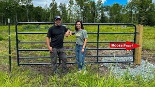 New HACK to Keep MOOSE from Destroying Pasture Fence for Our New LIVESTOCK