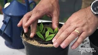 EP71 - How to take Weigela cuttings #5MINUTEFRIDAY