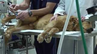 Anesthesia and Pain Management at UW Veterinary Care (with Dr. Lesley Smith)