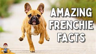 7 Surprising Facts About French Bulldogs (#5 is HEARTBREAKING)