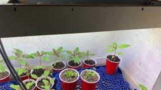 Gardening experiment Vegging seedlings plants  24 hour light VS 12 hour light: Which is best?